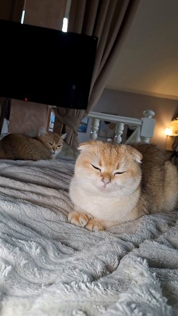 Почему у наших кошек такие ушки?  cat видосыоткота котик