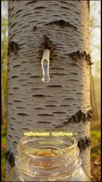 добыча березового сока.