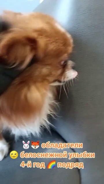 Обладали белоснежной улыбки уже в четвёртый раз