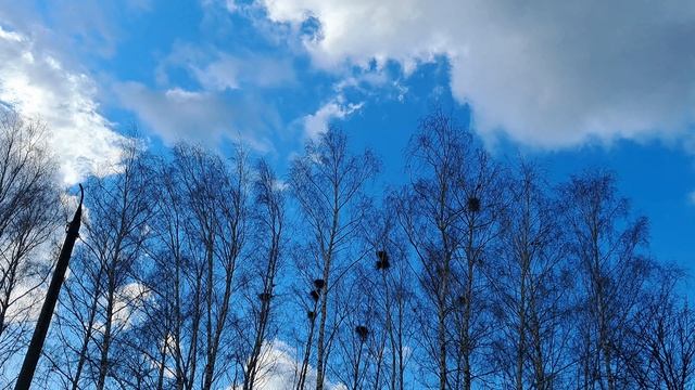 Вороньи гнезда Краски неба весна