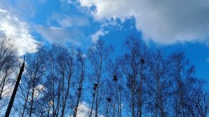 Вороньи гнезда/ Краски неба/ весна#