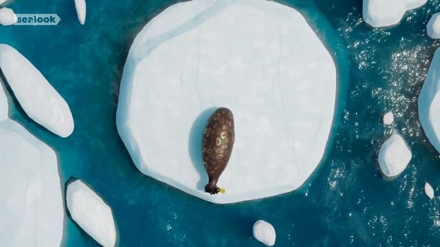 Морские Котики (SEALOOK) (111)