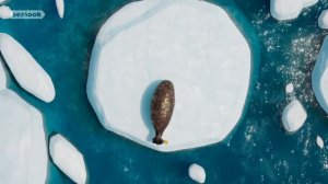 Морские Котики (SEALOOK) (111)