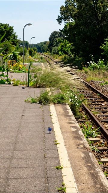 Заброшенная станция: Природа берет верх #природа #железнаядорога #заброшенное