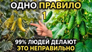 Всего ОДНО-ЕДИНСТВЕННОЕ правило — и огурцы дадут огромный урожай! 99% всех садоводов сами всё портят