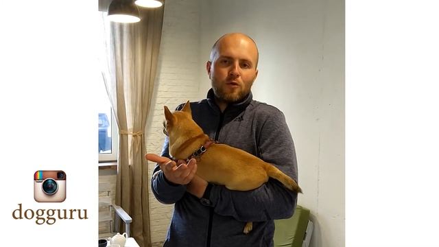 Отзыв о нас как чистили зубки без наркоза ультразвуком у dogguru