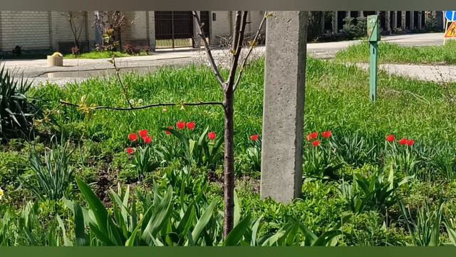 АНАПА. УЛИЦА САДОВАЯ .
12.04.2026.