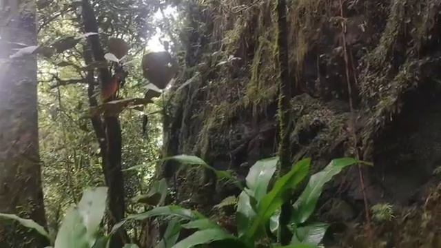 Hiking In French Polynesia Трекинг поход в горах Французской Полинезии Таити 2026 апрель