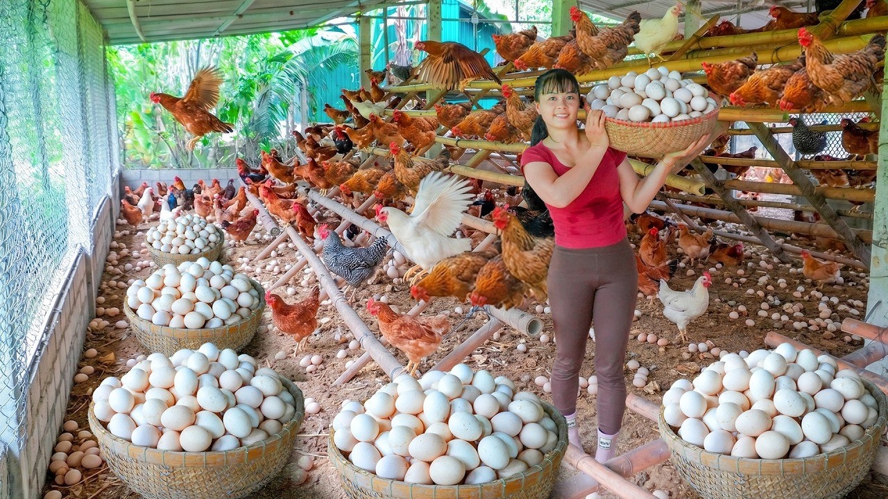Заготовка куриных яиц на ферме для продажи. Фуонг. Жизнь во Вьетнаме
