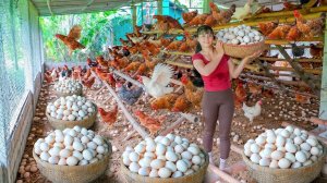 Заготовка куриных яиц на ферме для продажи. Фуонг. Жизнь во Вьетнаме