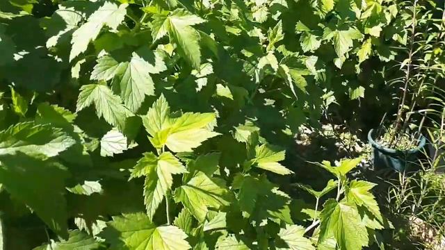 2359.  Впл.Укореняю черенки калины Бульданеж.