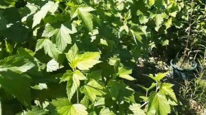 2359.  Впл.Укореняю черенки калины Бульданеж.