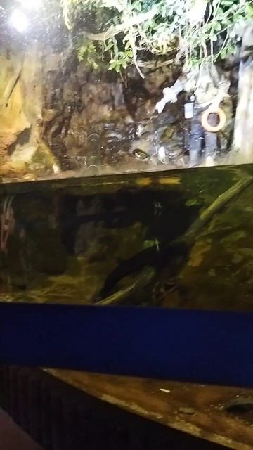 ТасяПитер в Океанариуме