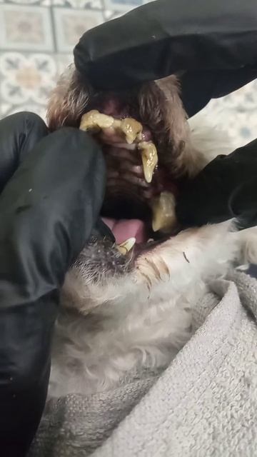 Чистка зубов собакам - запущенное состояние