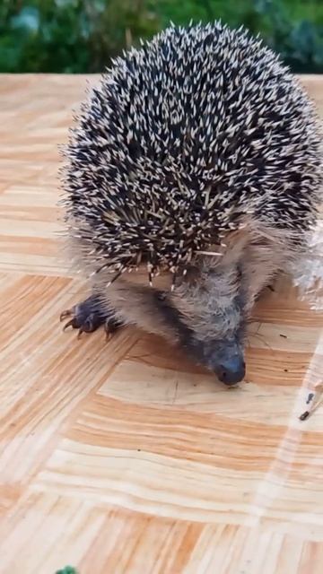 Кто пришёл к нам в гости?