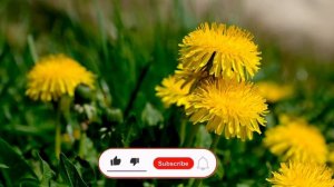 Полевые цветы