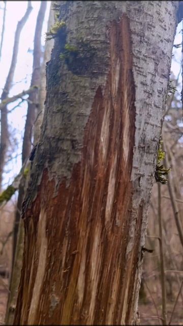 Видеозагадка для натуралистов.mp4