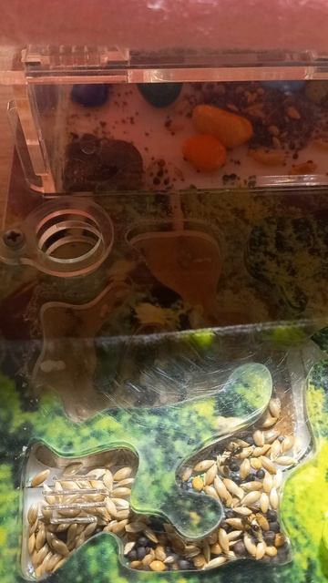 КАК ПОЖИВАЮТ МОИ МУРАВЬИ СПУСТЯ 4 ГОДА И НЕДЕЛЮ ПОСЛЕ ВЫМИРАНИЯ!Муравьёв стало больше