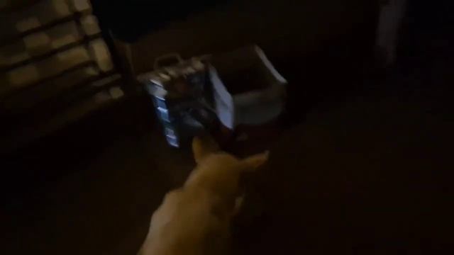 Видео от @LadyMary555 из Арамболя. Гоа. Покупает корм и навещает кошку Снежинку и собаку Мотю.