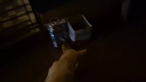 Видео от @LadyMary555 из Арамболя. Гоа. Покупает корм и навещает кошку Снежинку и собаку Мотю.