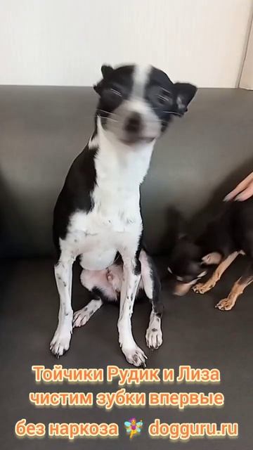 Тойчик Рудик и Лиза чистим зубки впервые