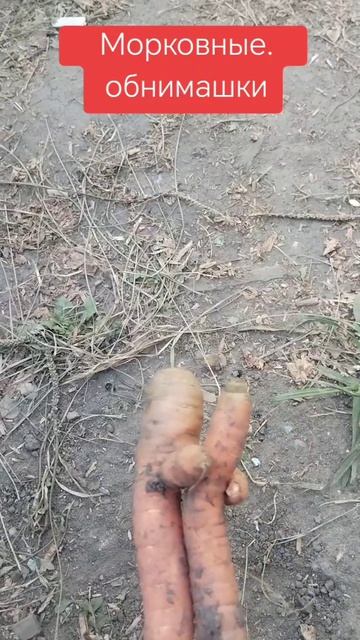Морковки