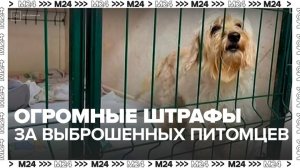 В России могут ужесточить наказание за выброшенных домашних животных - Москва 24