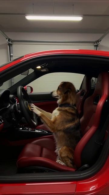 Собака за рулем: забавные моменты! #собака #авто #юмор