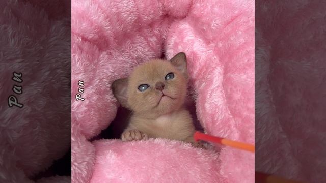 Шоколадный бурманский котёнок Pan Freya Way. 2