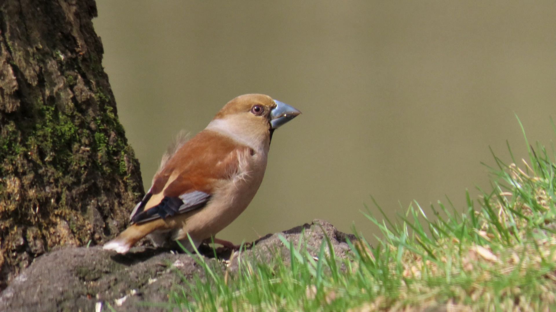 Дубоносы_2 Битца 17 апреля 2026