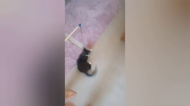 играю с котом.