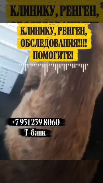 Она так плакала, что сердце разрывалость от боли❗ДРУЗЬЯ, просим помощи собаке! 

КАЗАХСТАН.

Сколько