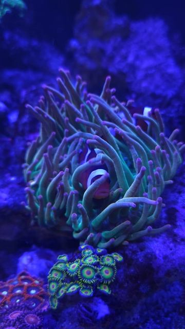 Клоуны в актинии