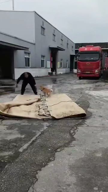 Была бы у меня такая собака я бы не женился вовсе