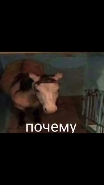 Артикул на брюки WB:  320394948🤎