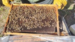 Пчелиная матка приступила к засеву после реанимации.