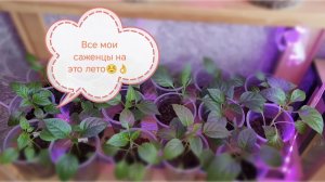 Рассада на 2026 сезон 🌱🌿