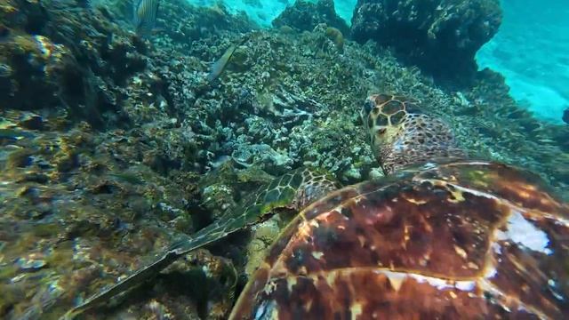 080. Черепаха и Я