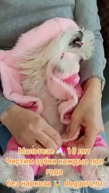 Мальтезе 10 лет чистим зубки каждые пол года