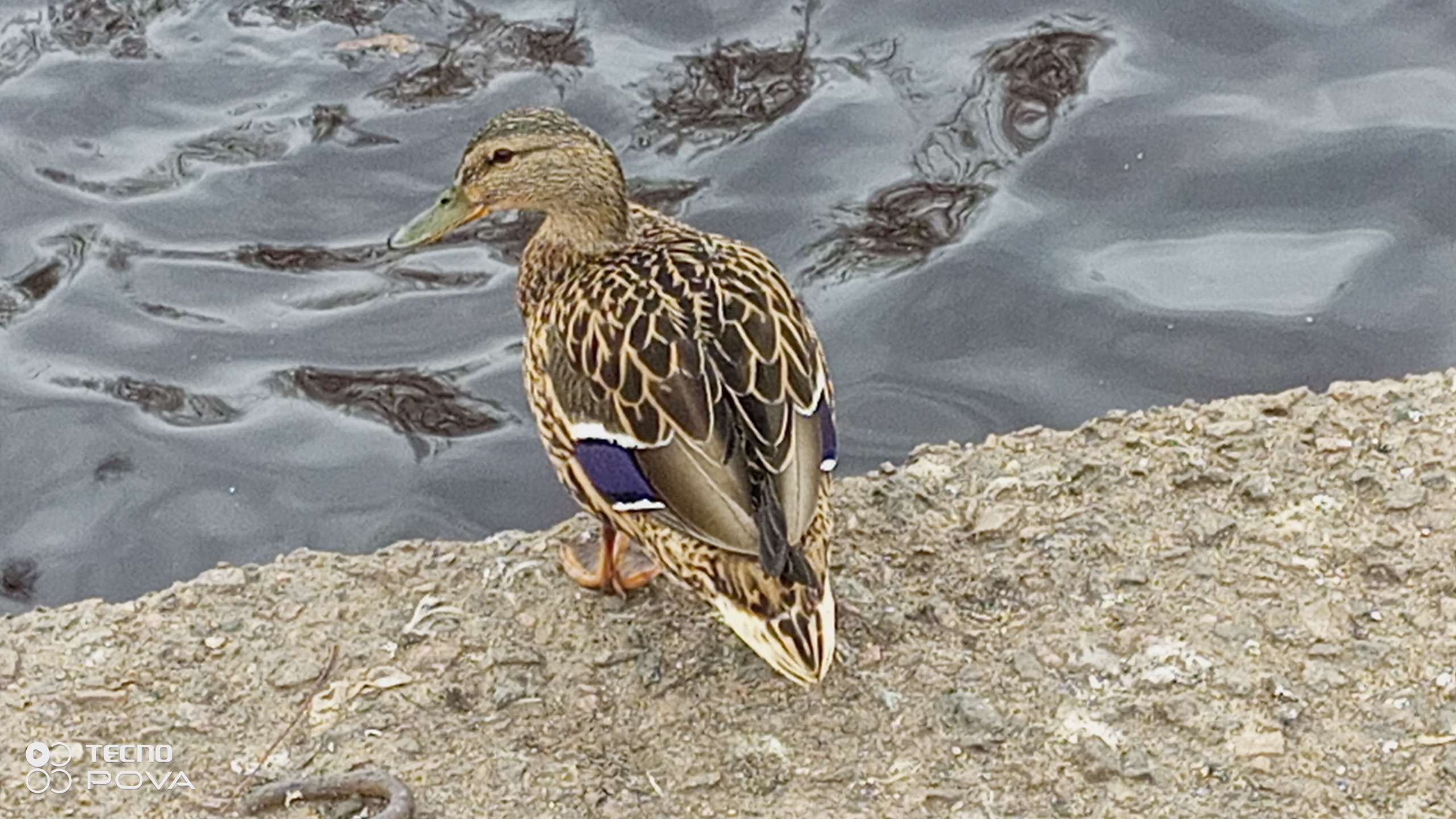 ПРОГУЛКА🐱А МЫ ПРОДОЛЖАЕМ ИДТИ❗НО УЖЕ ПОРА И ДОМОЙ 😔17-04-2026