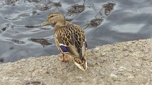 ПРОГУЛКА🐱А МЫ ПРОДОЛЖАЕМ ИДТИ❗НО УЖЕ ПОРА И ДОМОЙ 😔17-04-2026