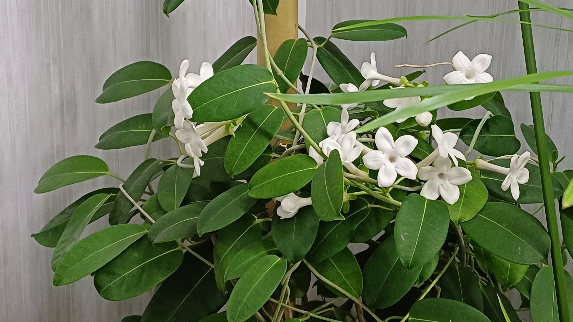 стефанотис: цветение в домашних условиях || мой уход за стефанотисом