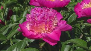 Пион 	Velma Atkinson