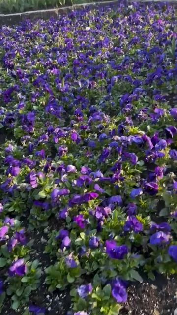 Весна в Пятигорске