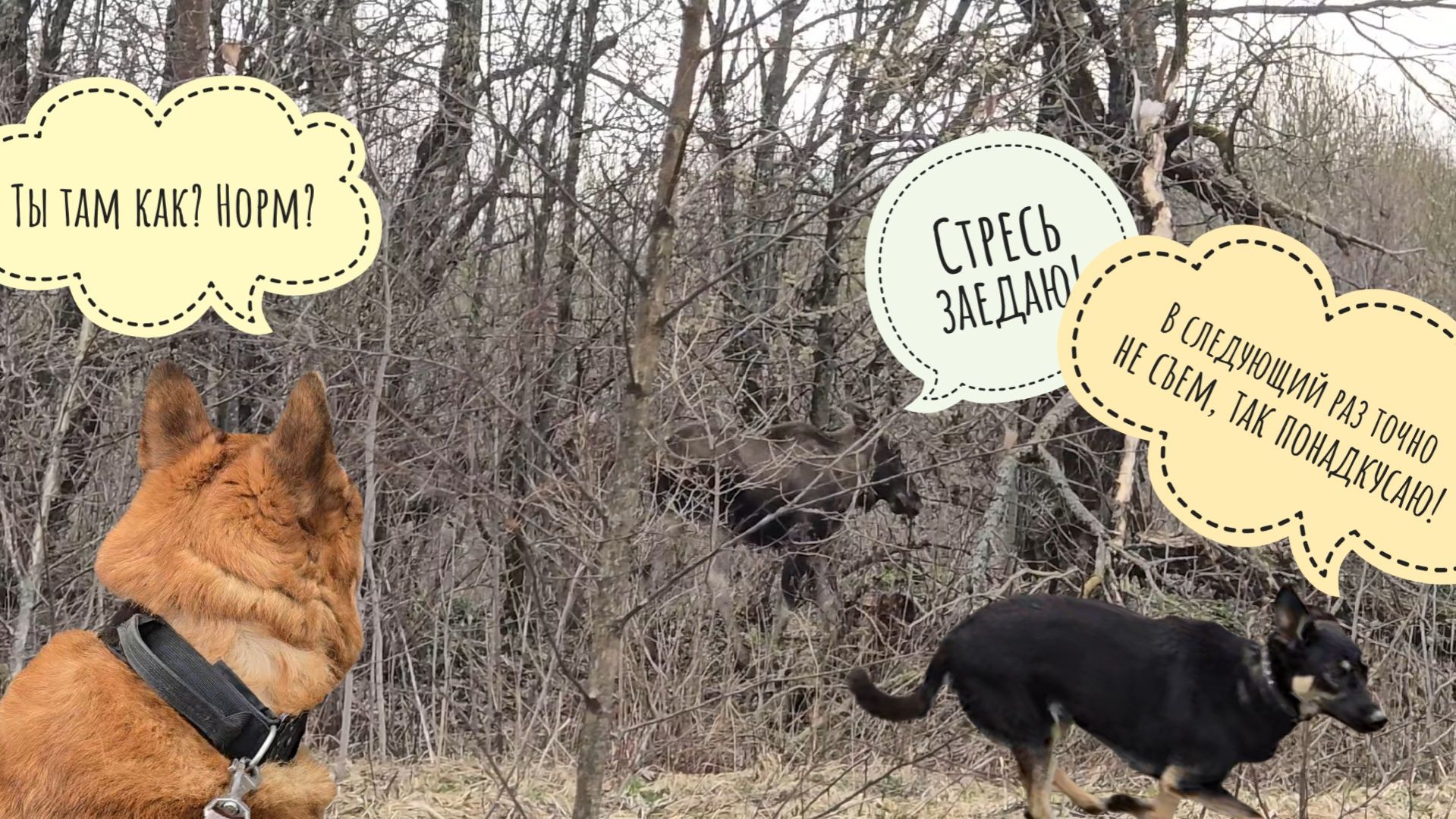 Хороший мальчик Кубик не стал водиться с плохими собаками и обижать лося Степана. Курвочки на дереве