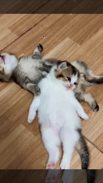 VID_20260417_093715_813.mp4