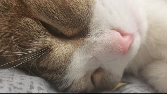 НАШ КОТ  МАРСЕЛЬ🐱