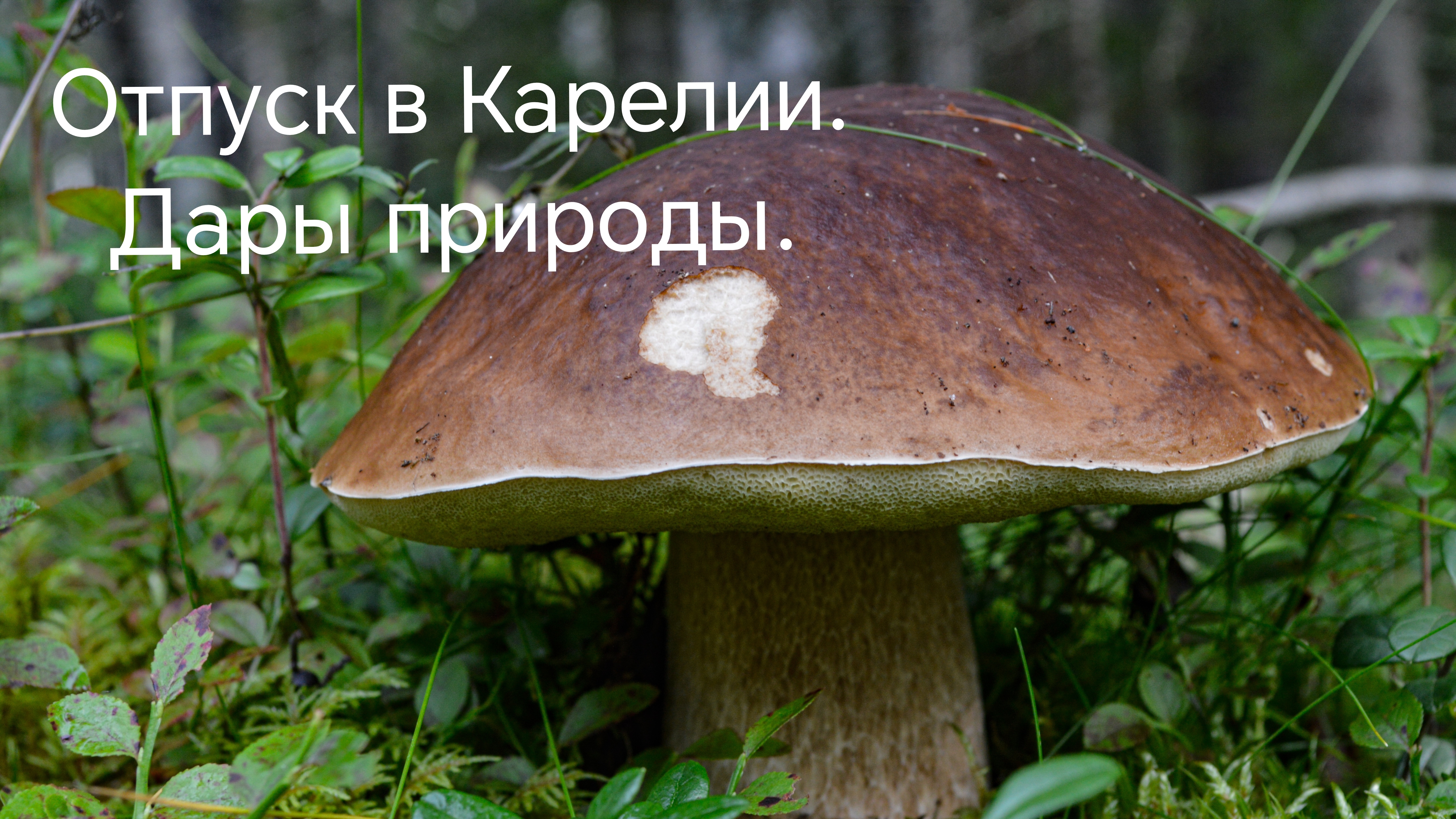 Карельский отдых! Грибы, рыбалка и природа! Бомбические грибы!