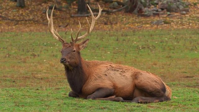 Музыка для снятия напряжения