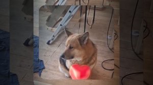 1000056290.mp4 (Собака наблюдает за устройством лестницы на 2-ой этаж в доме А-фрейм)